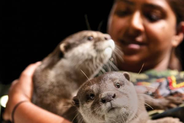 Wildlife Show at the Seminole Okalee Indian Village