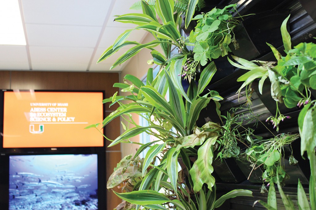 The ECS department installed a living "green wall" in the department lobby in the Ungar building last semester. Hallee Meltzer // Staff Photographer
