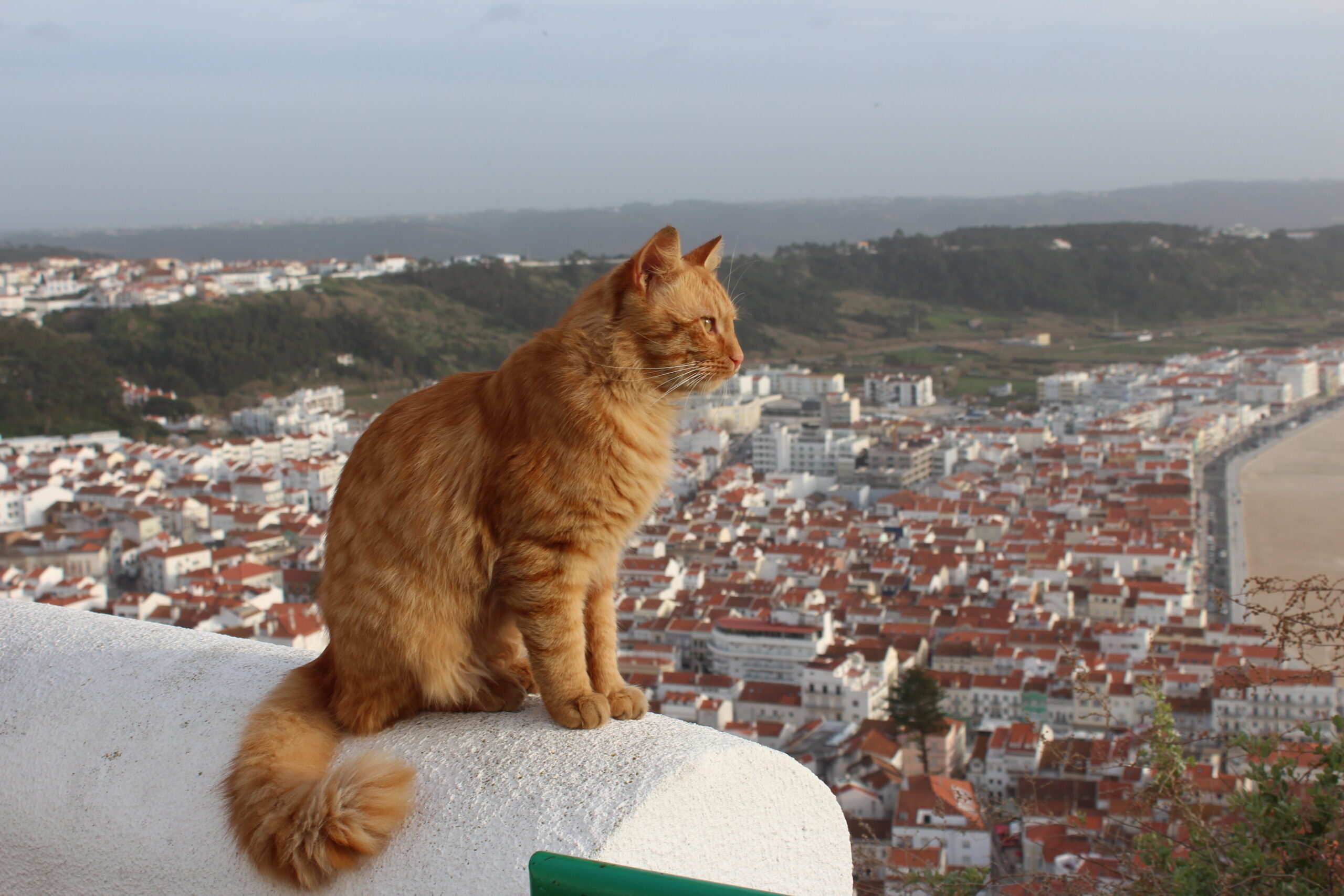 Photo Of The Week Human Environment Interactions In Portugal The Miami Hurricane