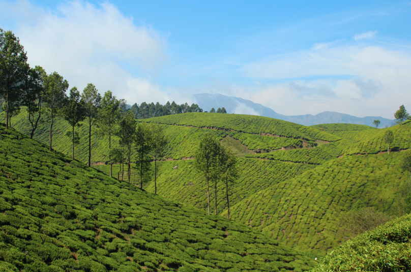Hiking trails in Munnar (Kerala, India) maze through lush green tea plantations.