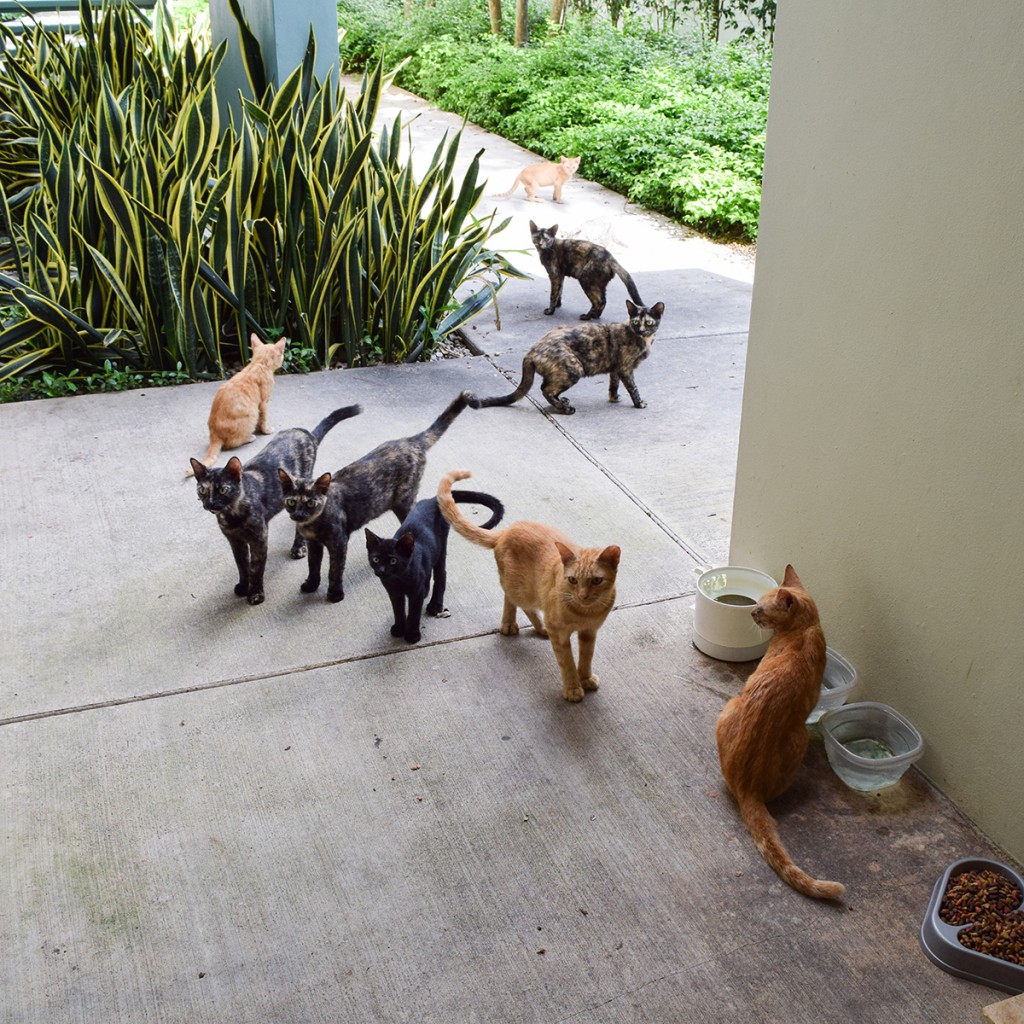 Feral cats roam around the Frost School of Music, near the Rathskeller, in anticipation of their daily feeding. Evelyn Choi // Contributing Photographer
